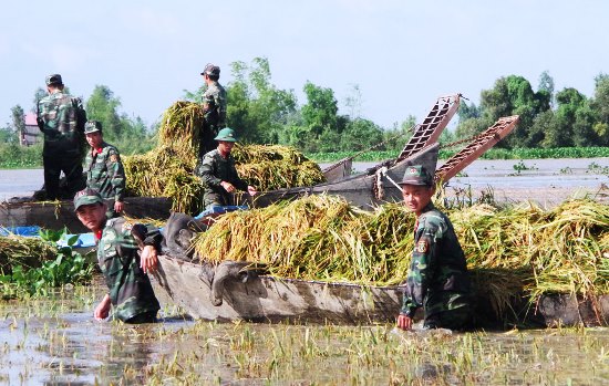 Đại đội Bộ binh Tân Hưng hỗ trợ dân gặt lúa chạy lũ (Ảnh: Phương Phương)